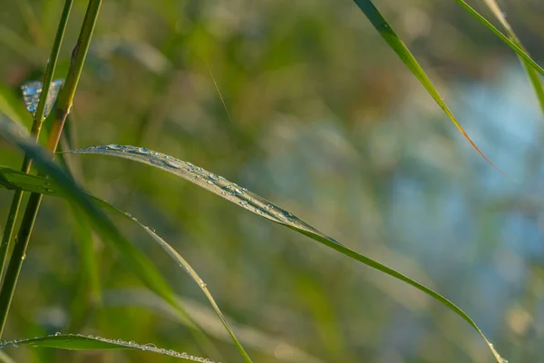 Капли Воды Зеленую Траву Выборочный Фокус Естественный Фон — стоковое фото