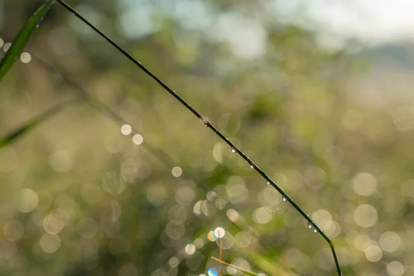 绿草上的水滴 有选择的重点 自然背景 — 图库照片