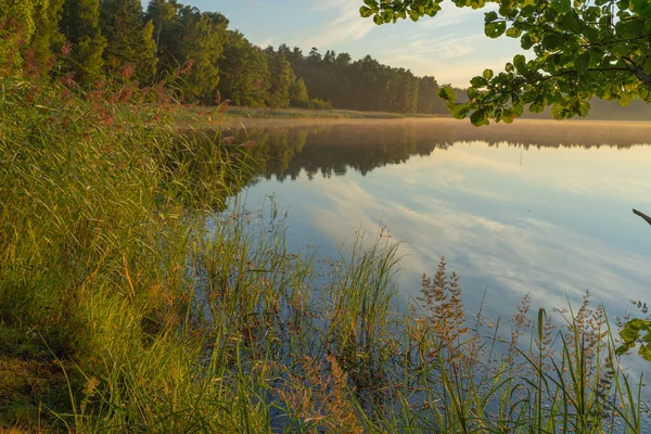 stock image Natal grass (Melinis repens) on the background of the lake shore illuminated by the setting sun. The beauty of nature. Landscape. Natural background.