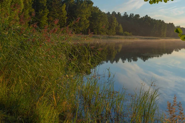 Натальська Трава Melinis Repens Тлі Берегу Озера Освітленого Призахідним Сонцем — стокове фото