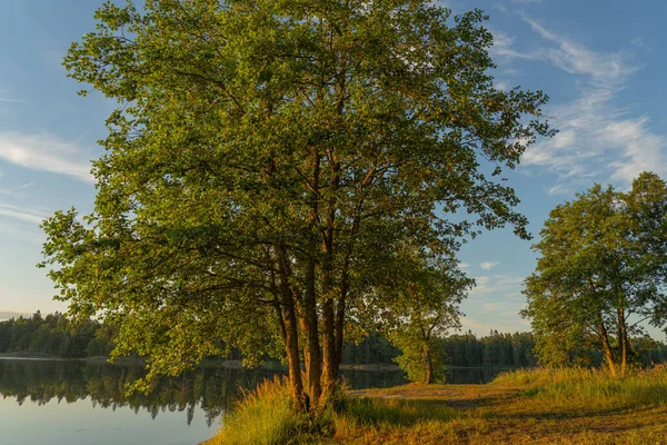 Landschaft Ein Großer Baum Auf Dem Hintergrund Des Sees Die — Stockfoto
