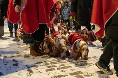 Helsinki, Finlandiya - 11 / 19 / 2022: Helsinki 'deki Senato Meydanı' nda Noel geçidi. Noel kostümlü köpekler, geçit törenine katılın..