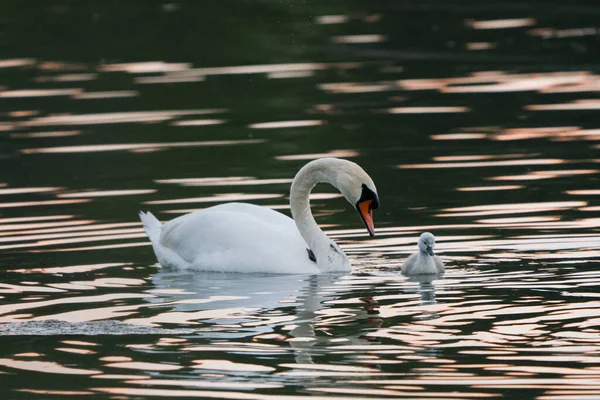天鹅和小鸡在湖上 鸟类在它们的自然栖息地 野生动物的美丽 — 图库照片
