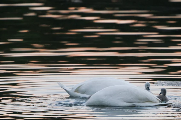 Dois Cisnes Adultos Brancos Mergulham Água Lago Busca Comida Galinhas — Fotografia de Stock