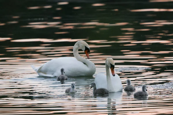 湖上有两只成年天鹅和它们的小鸡鸟类在它们的自然栖息地 野性的美丽 — 图库照片