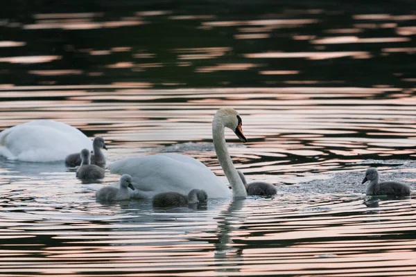 湖上有两只成年天鹅和它们的小鸡鸟类在它们的自然栖息地 野性的美丽 — 图库照片