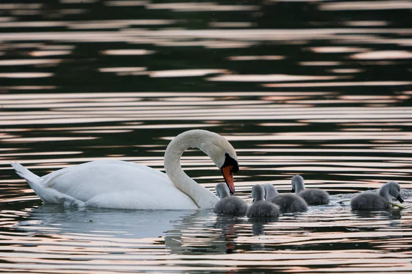 Svan Och Bebisar Sjön Fåglar Sin Naturliga Miljö Skönheten Djurlivet — Stockfoto