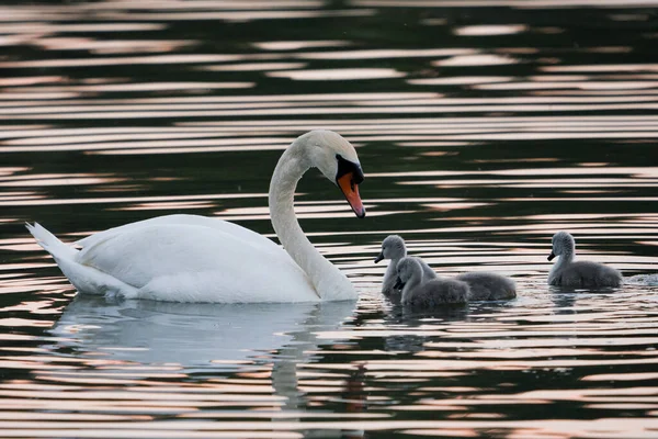 Cygne Poussins Sur Lac Oiseaux Dans Leur Habitat Naturel Beauté — Photo