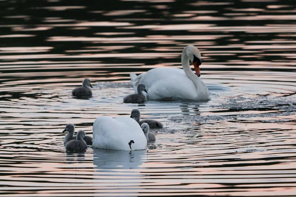 Dois Cisnes Adultos Suas Criancinhas Lago Aves Seu Habitat Natural — Fotografia de Stock