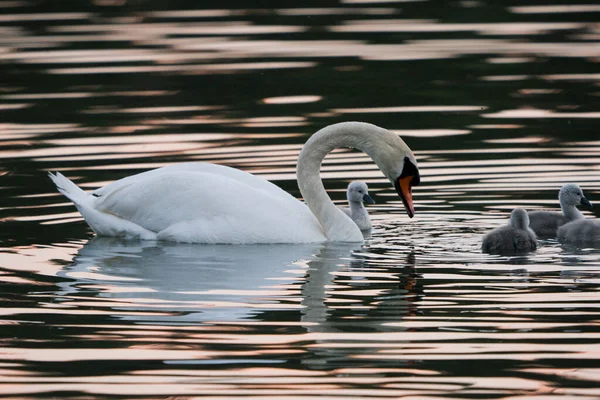 天鹅和小鸡在湖上 鸟类在它们的自然栖息地 野生动物的美丽 — 图库照片