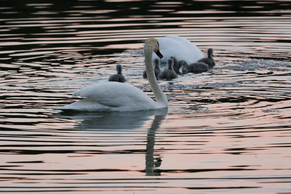 Two Adult Swans Little Chicks Lake Birds Natural Habitat Beauty — Stock Photo, Image