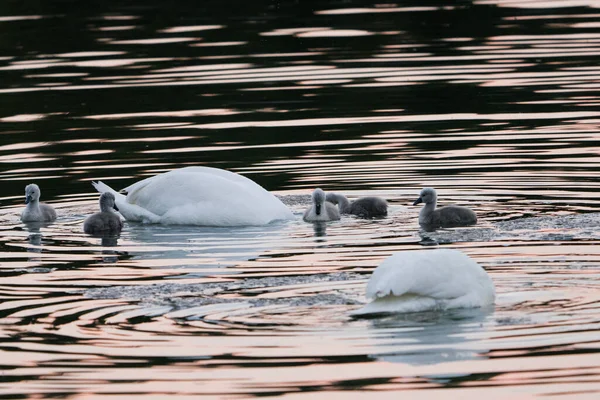 两只成年白天鹅潜入湖中觅食 灰色的小鸡在他周围游来游去 鸟类在它们的自然栖息地 野性的美丽 — 图库照片
