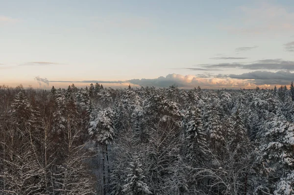 Aerial photography of a coniferous forest from a drone during the winter season in Finland. Beautiful bird\'s-eye view of trees and snow. Copy the space and space for the text.
