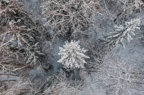 Aerial photography of a coniferous forest from a drone during the winter season in Finland. Beautiful bird\'s-eye view of trees and snow. Electric wires in the forest above the trees.