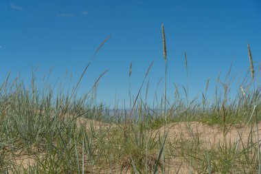 Close-up of tall grass on a sandy beach on a summer day. Blue sky. Natural background.
