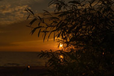 The silhouette of tree branches against the background of a bright sunset over the sea. Natural background.