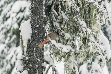 A small bird with a red breast and a black head