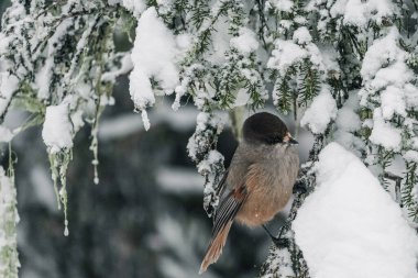 A small bird with a red breast and a black head