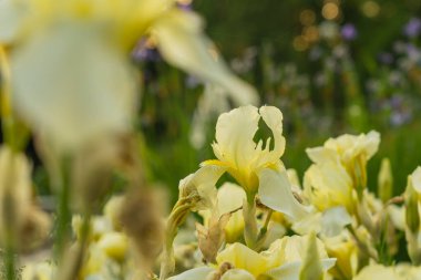 Güneşli bir günde açan sarı süsen çiçekleri.