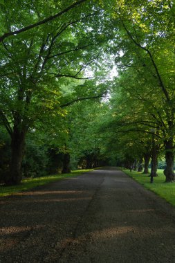 Toila-Oru parkındaki Linden sokağı, Ida-Virumaa, Estonya