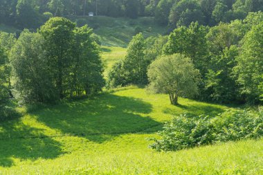 Bir yamaçtaki karışık ormanın manzarası. Güneşli bir yaz günü. Uzakta bir yaz arbour 'u var. Toila Oru Parkı, Estonya.