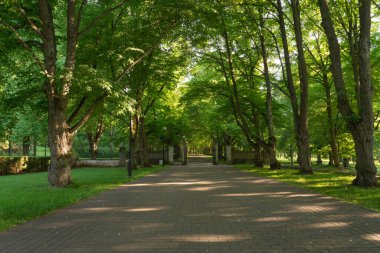 Toila-Oru parkındaki Linden sokağı, Ida-Virumaa, Estonya