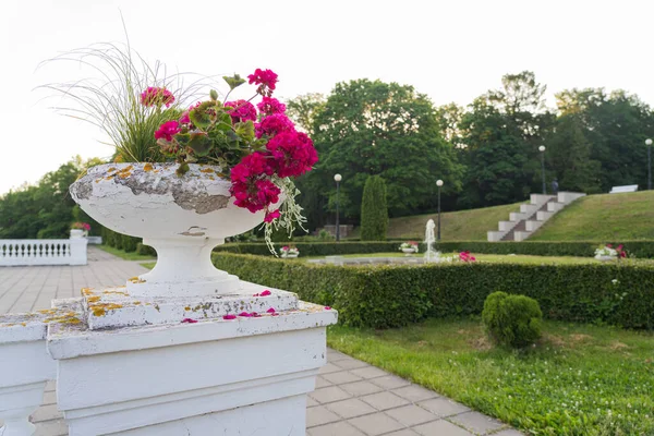 Estonya 'daki Toila Oru Parkı' nda pembe pelargonyumlu klasik saksılar. Bir yaz gününde parkta yürümek..