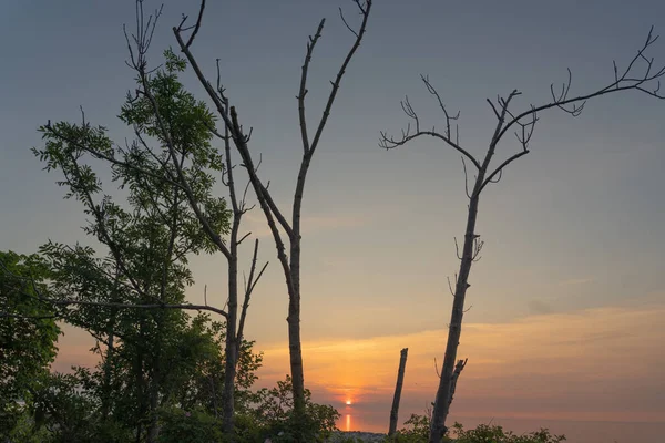 stock image A living and dried tree against the background of a bright sunset. The coast of the Gulf of Finland in Estonia. Toila Oru Park.