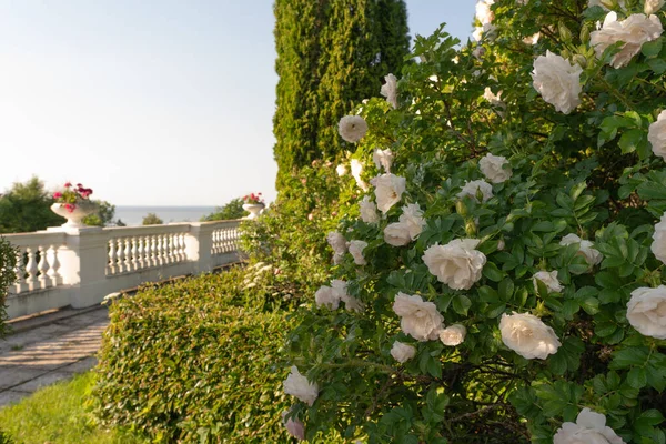 Arbusto Rosas Rosadas Pálidas Toila Oru Park Estonia Paseo Por — Foto de Stock