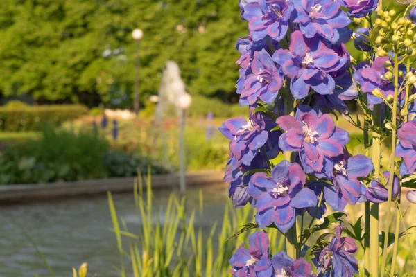 Flores Delphinium Púrpura Fondo Una Fuente Parque Fondo Natural — Foto de Stock
