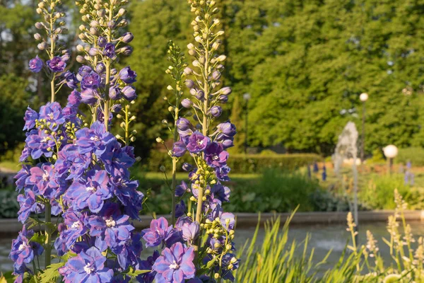 在公园的一个喷泉的背景上 紫色的菊花 自然背景 图库图片