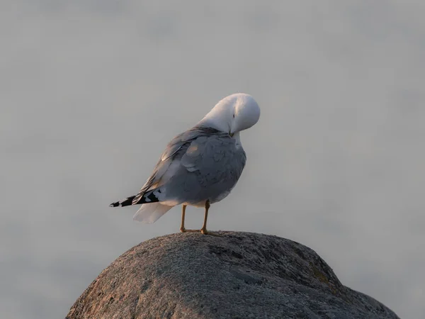 海鸥在岩石上的海鸥 背景在大海中模糊的背景 — 图库照片
