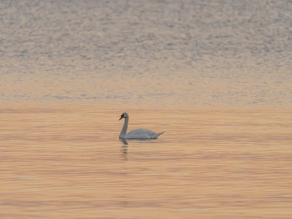 Красивый Белый Лебедь Озере Пруду Закате Восходе Солнца — стоковое фото