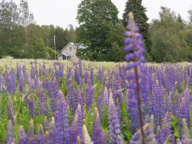 Kırsal bir evi ve arka planda yeşil ormanı olan mor lupin tarlası. Parlak kır çiçekleri ve barışçıl doğal atmosferi olan yaz kırsal arazisi.