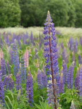 Çiçekli çayırlı yaz manzarası. Ön planda yeşil çimenler ve kır çiçekleri, orta alanda mor lupinler. Ufukta yoğun bir yeşil orman ve mavi gökyüzü. Saf doğa ve güneşli bir gün..