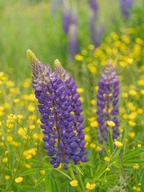 Beyaz ve sarı kır çiçekleriyle birlikte pembe ve mor lupinli bir çayır. Parlak yeşillik ve doğal ortamda vahşi doğanın canlı renkleri..