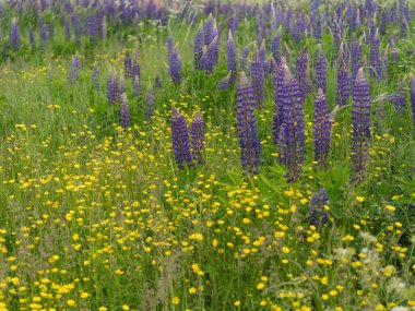 Beyaz ve sarı kır çiçekleriyle birlikte pembe ve mor lupinli bir çayır. Parlak yeşillik ve doğal ortamda vahşi doğanın canlı renkleri..