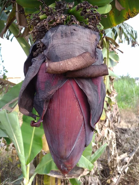 Banánový Květ Ovocem Větvi Detailní Záběr Banánu — Stock fotografie