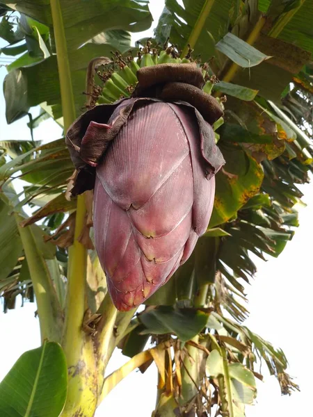 Банановый Цветок Фруктами Ветке Крупный План Банана — стоковое фото