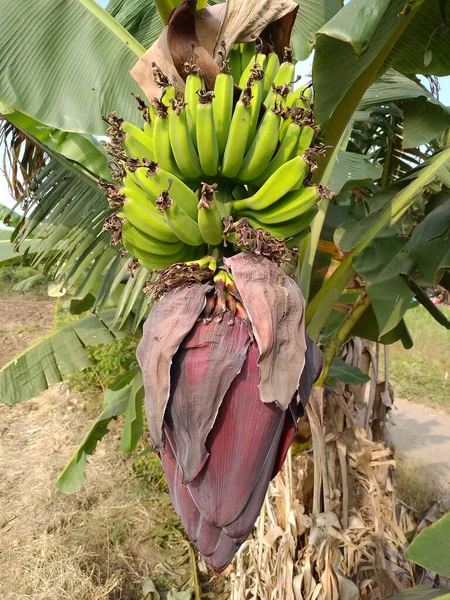 Bananenblüte Mit Früchten Auf Dem Zweig Großaufnahme Von Banane — Stockfoto