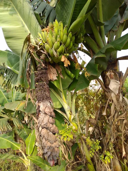 Fiore Banana Con Frutti Sul Ramo Primo Piano Della Banana — Foto Stock