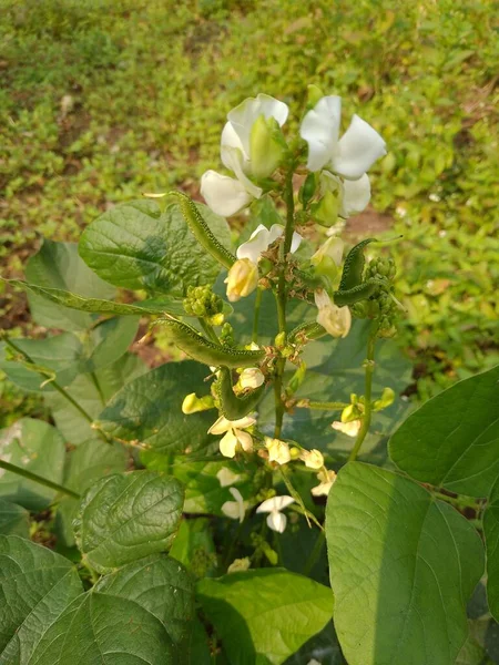Eine Nahaufnahme Von Hyazinthenbohnenbaum Mit Weißen Blüten — Stockfoto