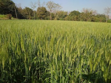 Young Wheat crop in a field. wheat crop on sky background