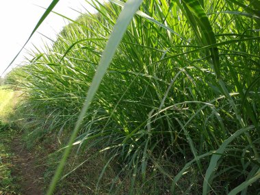 Napier grass planted in fields by Indians.