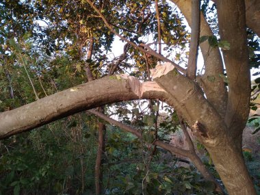 A cut down green tree. Cutting trees