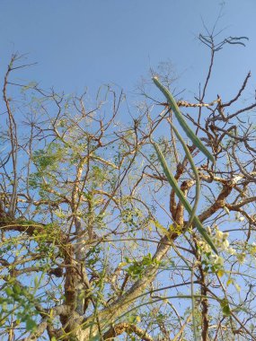 Davul bageti kapsülleri Drumstick ağacında sallanıyor. Davul bagetleri ağaçtan sarkıyor..