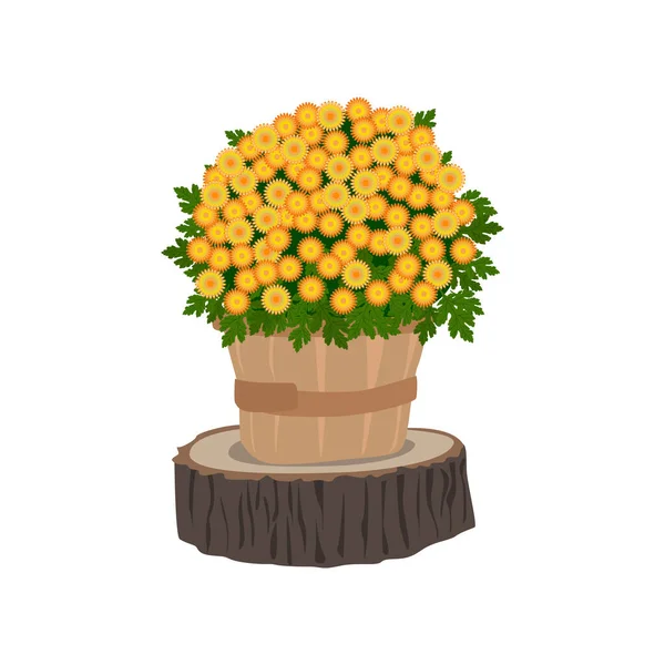 Arbusto Crisantemo Maceta Madera Otoño Decoración Vector Ilustración — Archivo Imágenes Vectoriales