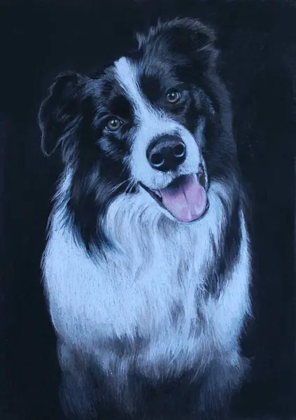 Siyah kağıda pastel boyalarla çizilmiş bir çoban köpeğinin portresi. Gülümseyen siyah beyaz bir çoban köpeğinin gerçekçi büstü.