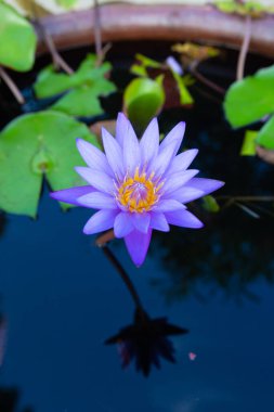 Yakın çekim Nymphaea caerulea lotus parkta küçük bir havuzda