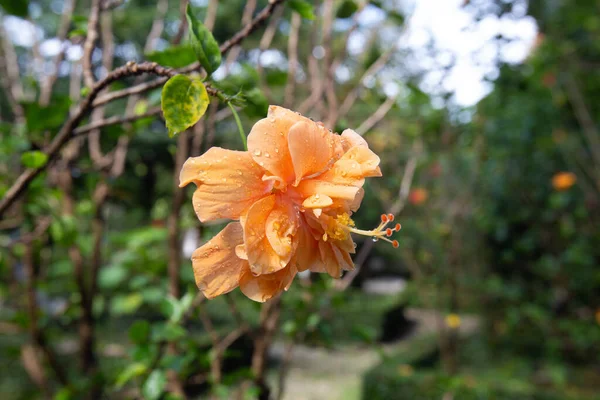 Bahçedeki Tropikal Hibiscus Yaklaş — Stok fotoğraf